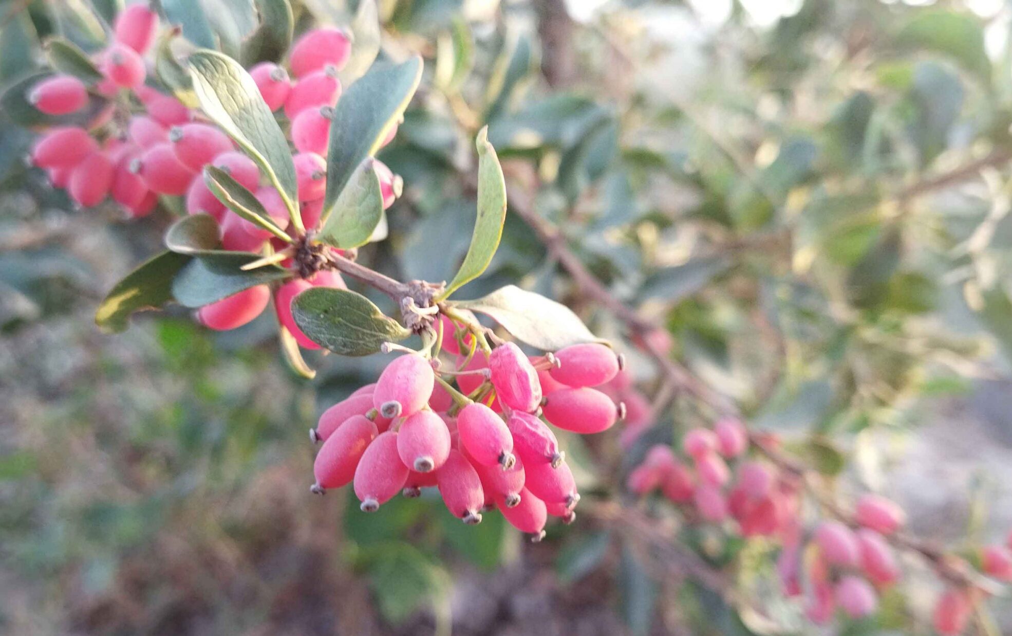 Persian barberry